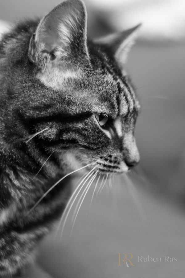 portret van een kat
